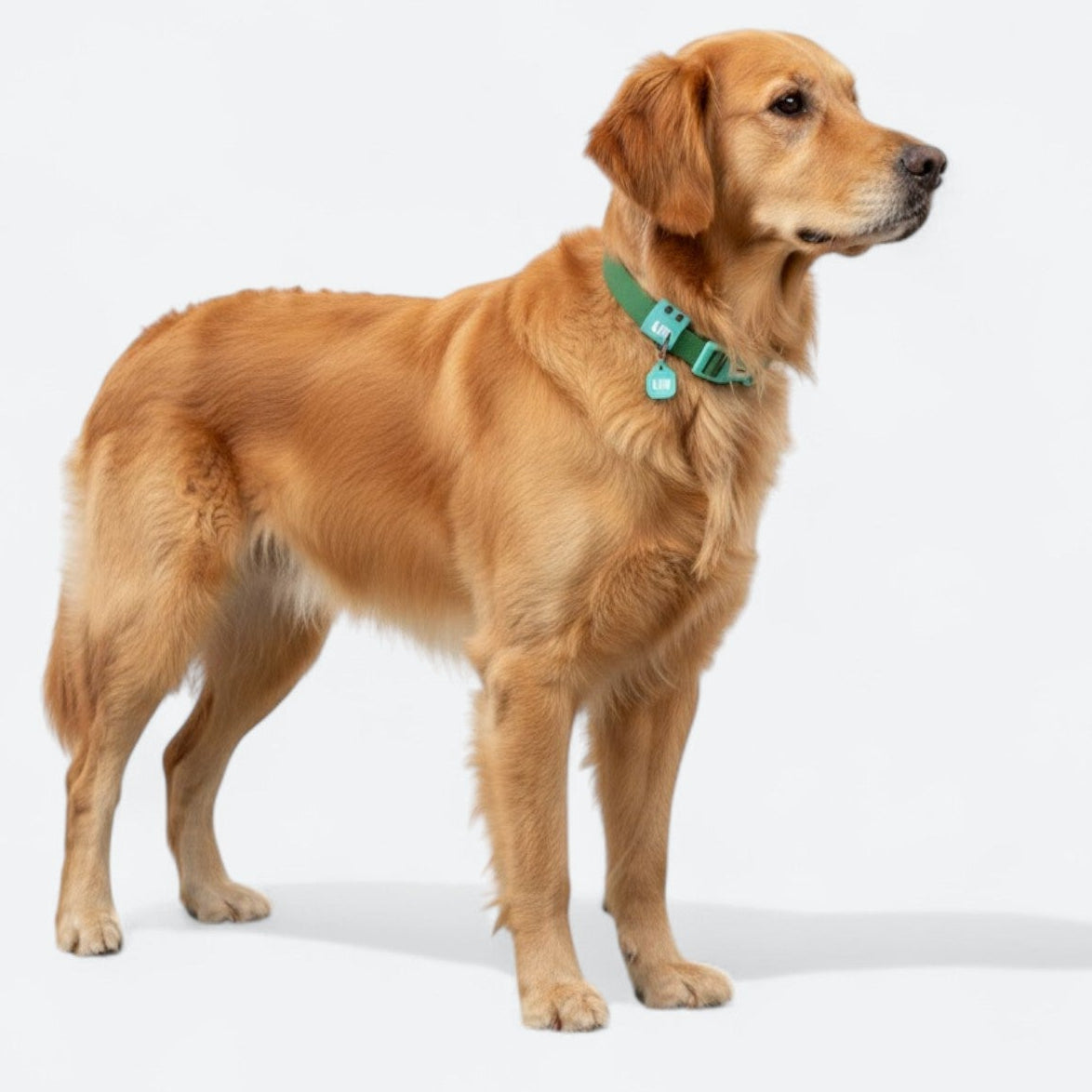 Reflective-Waterproof-Dog-Collar.jpg