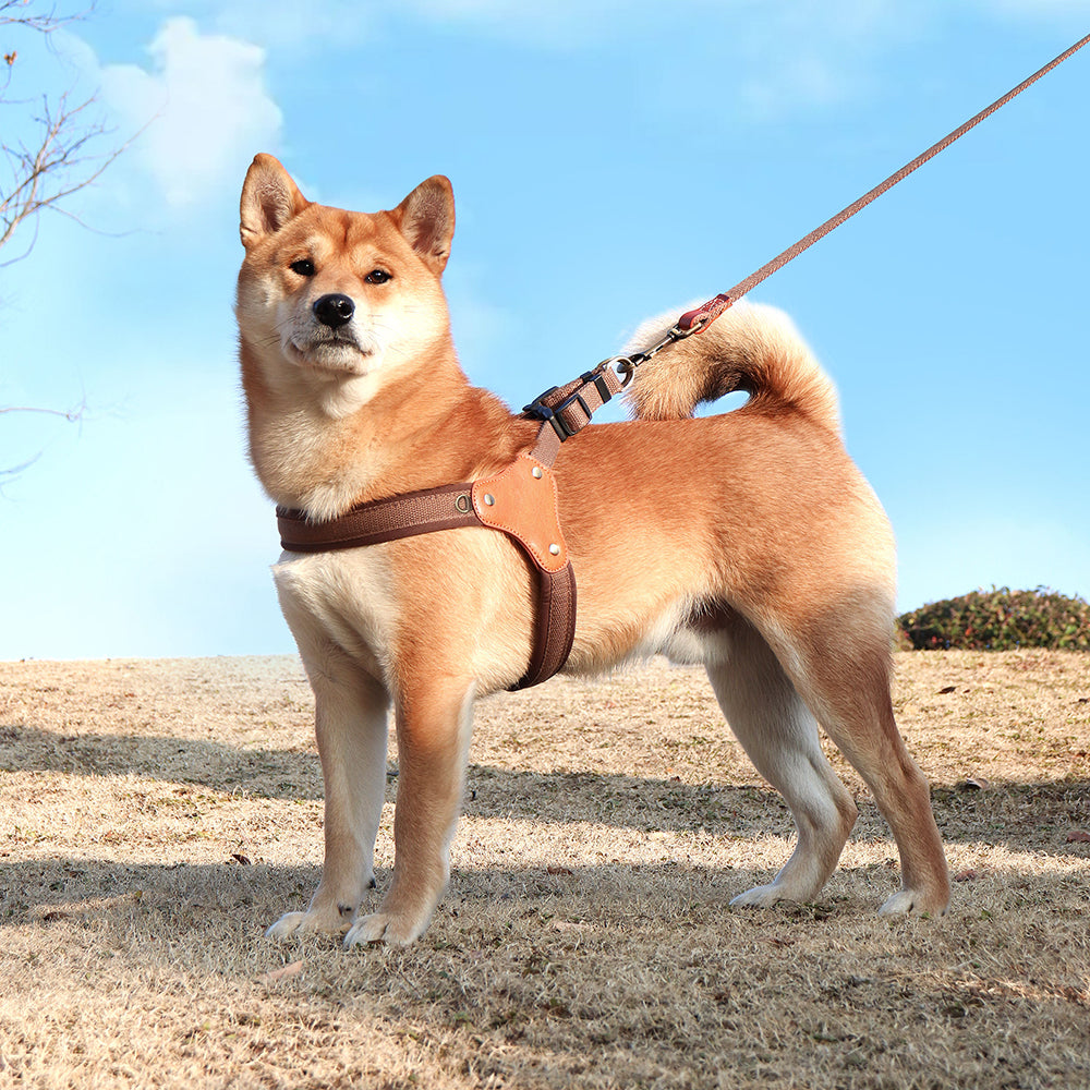 Premium Dog Harness Leash Set