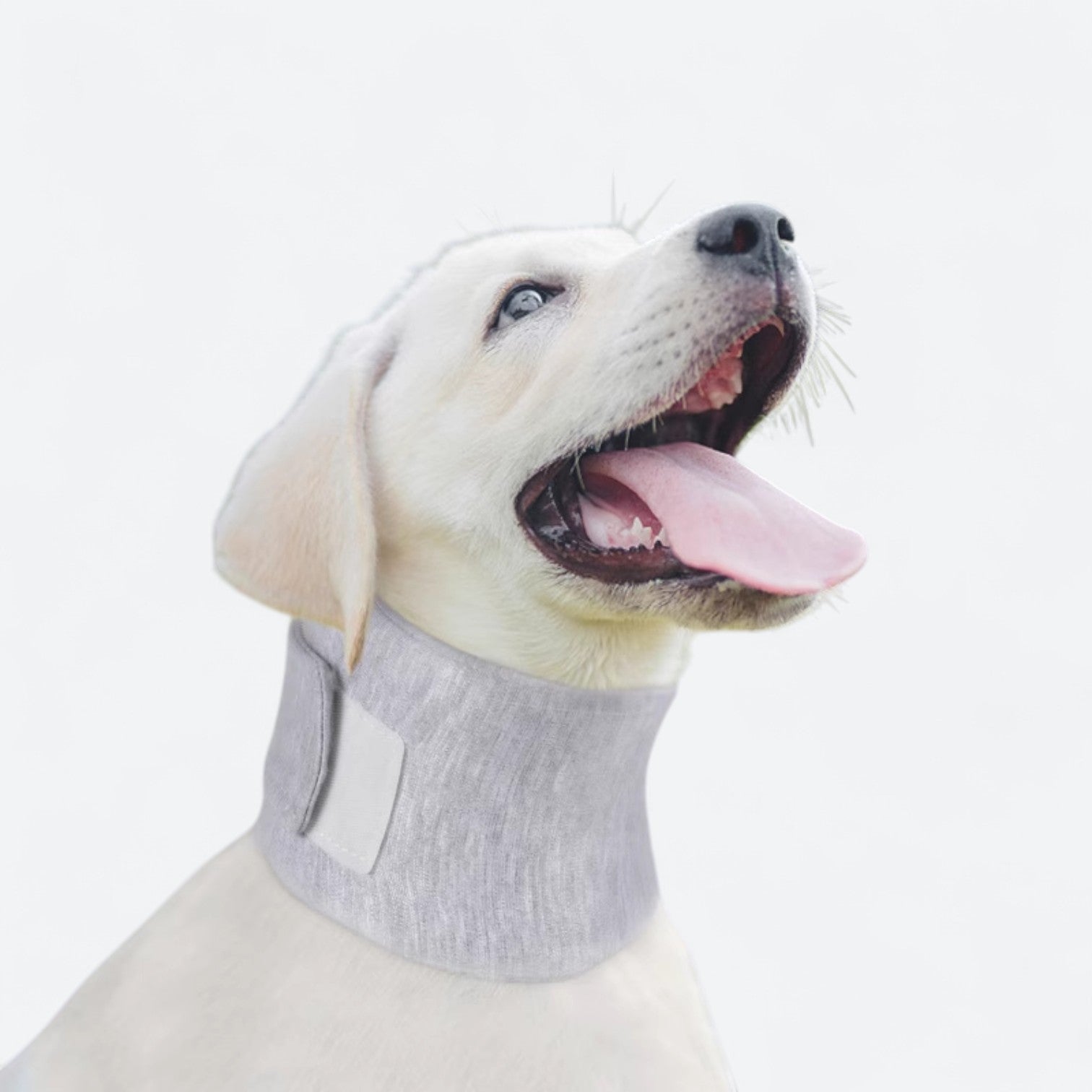 Soft-Anti-Lick-Recovery-Dog-Collar.jpg