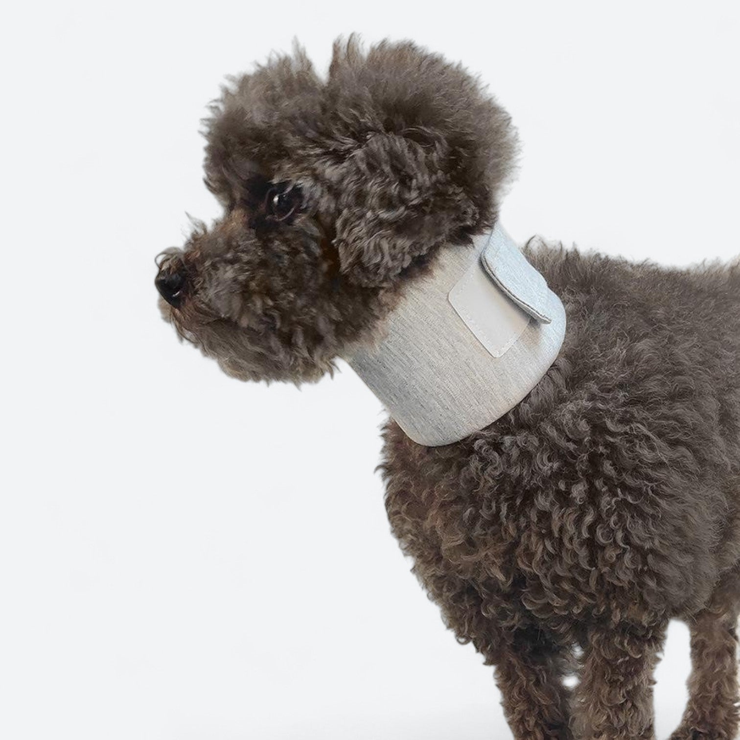 Soft-Anti-Lick-Recovery-Dog-Collar.jpg