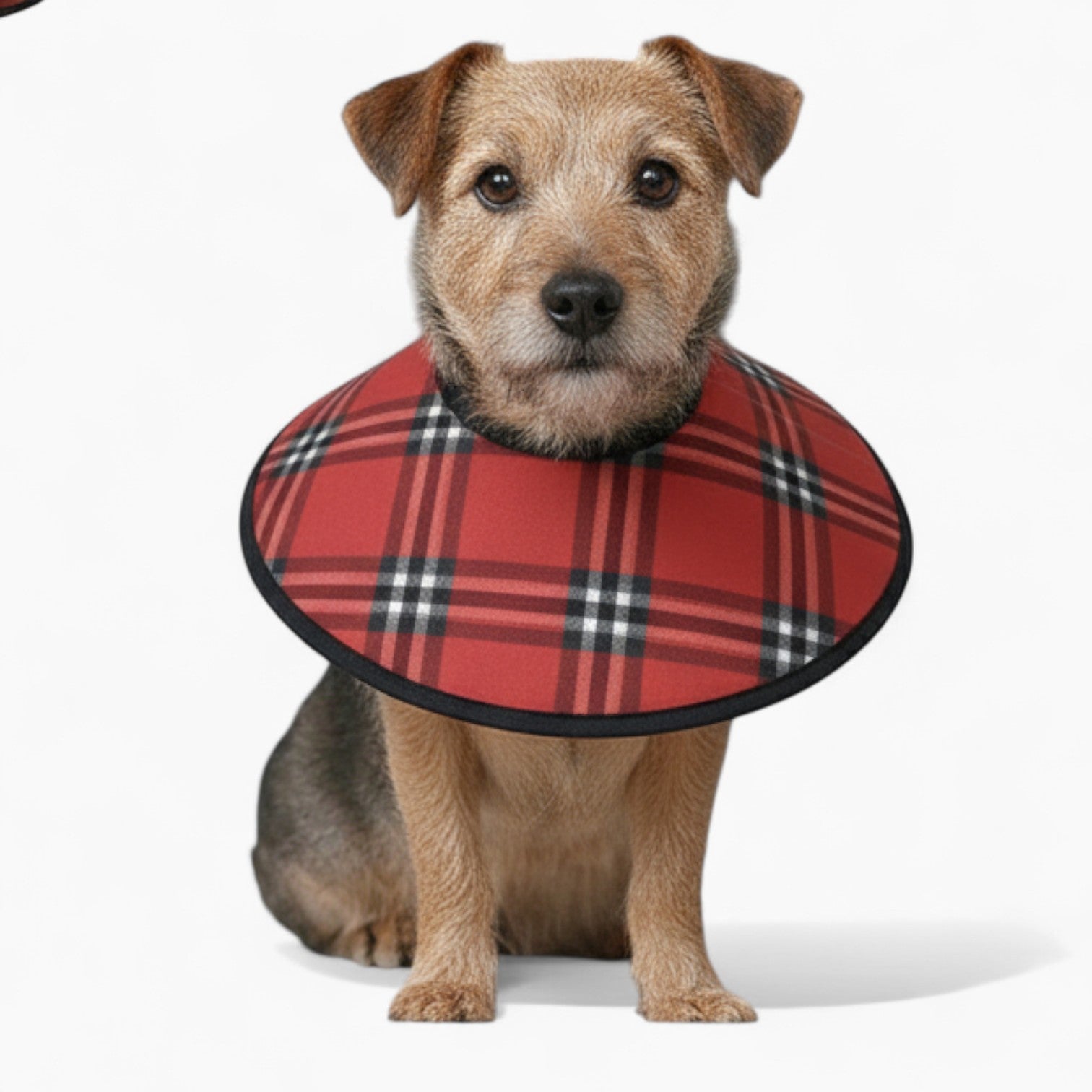 Penny - Soft Dog Cone & Elizabethan Collar