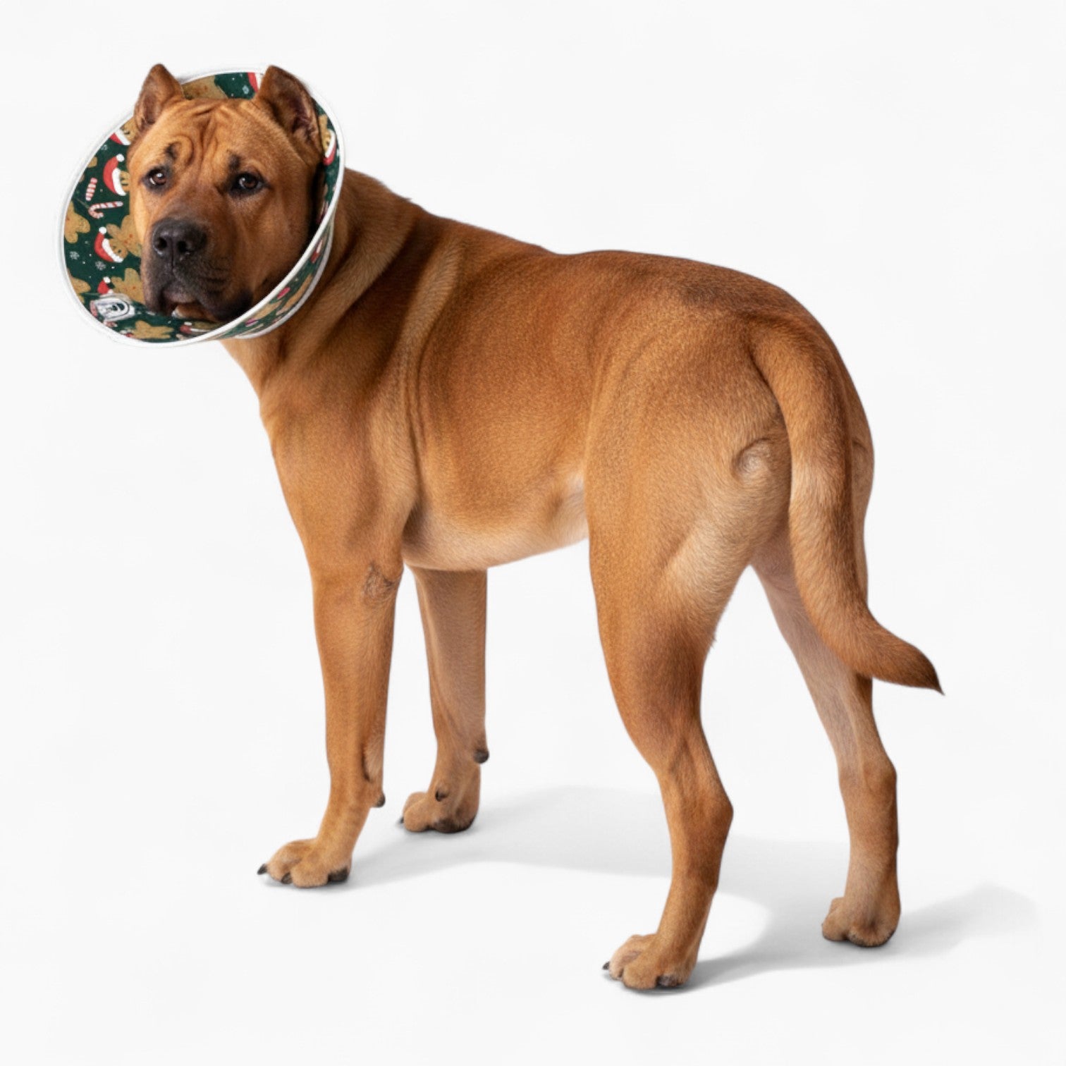 Bella - Soft Dog Cone & Elizabethan Collar