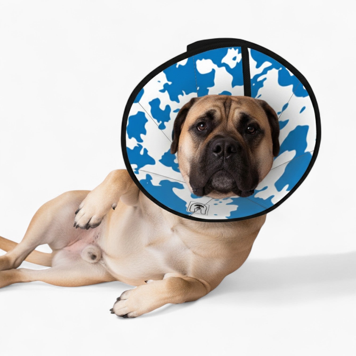 Rex - Soft Dog Cone & Elizabethan Collar