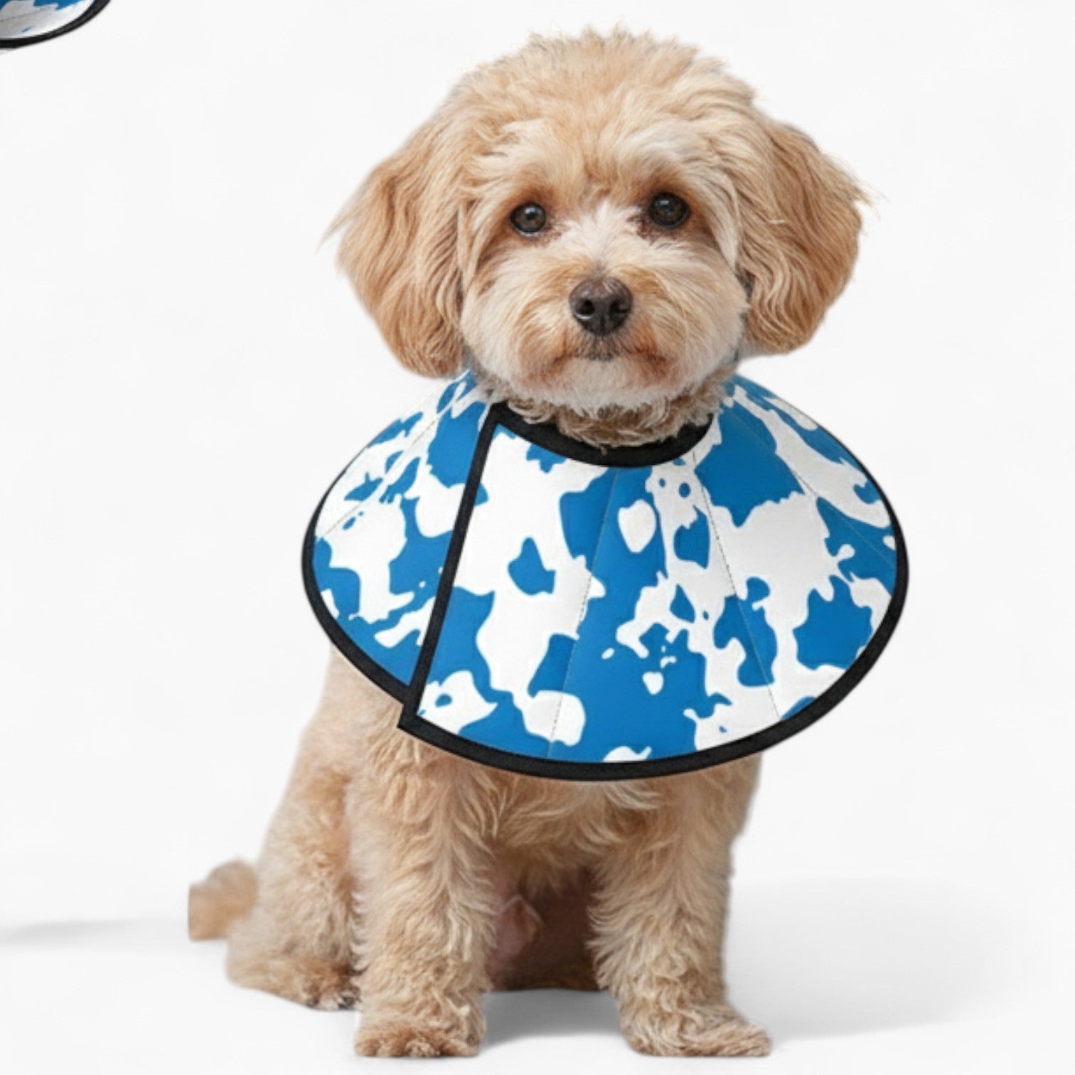 Rex - Soft Dog Cone & Elizabethan Collar