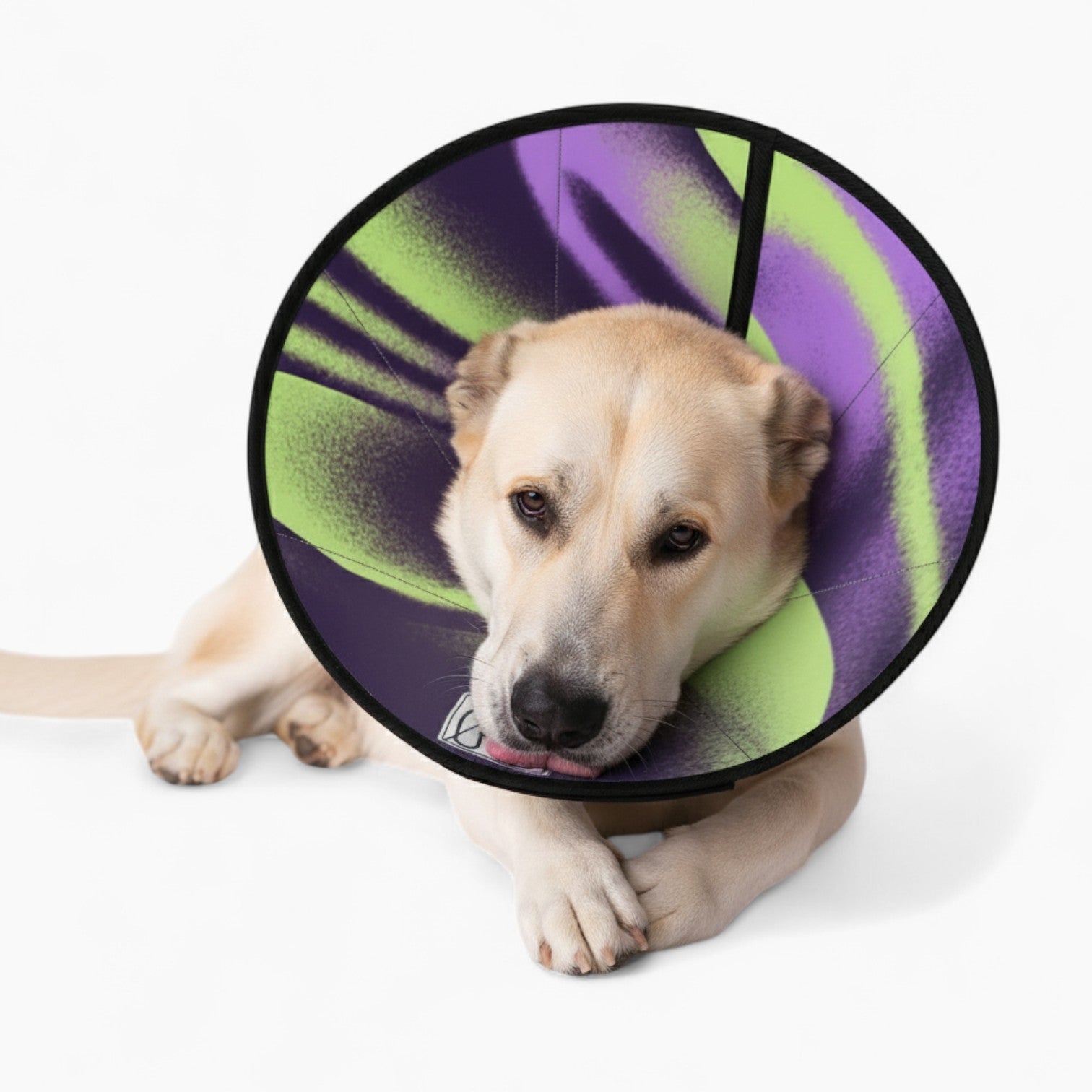 Winnie - Soft Dog Cone & Elizabethan Collar