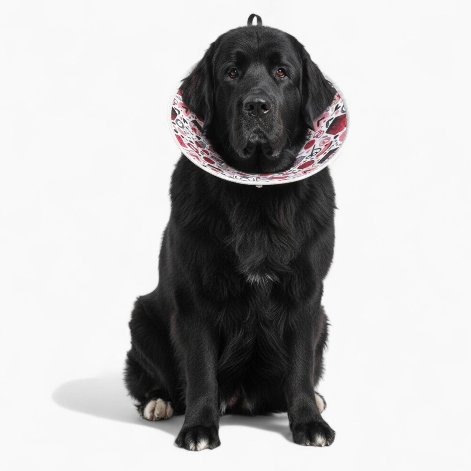 Oliver - Soft Dog Cone & Elizabethan Collar