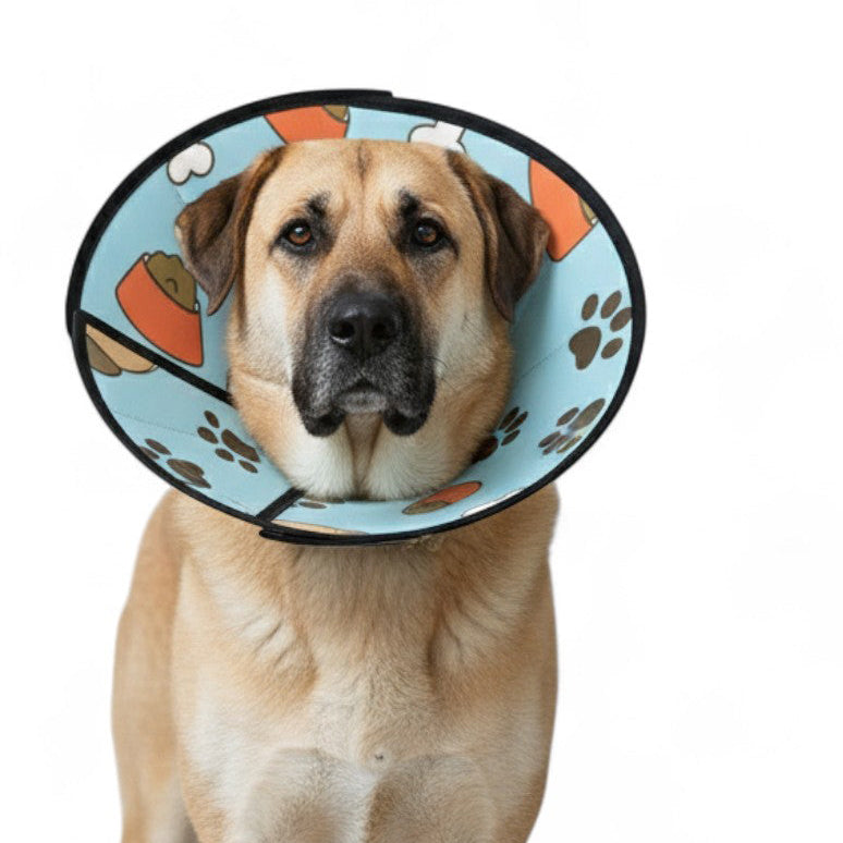 Teddy - Soft Dog Cone & Elizabethan Collar