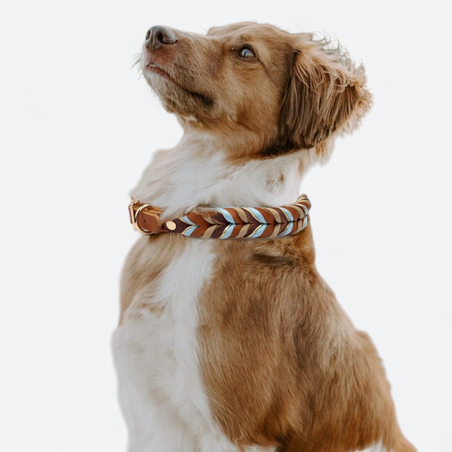 Stylish-Genuine-Leather-Dog-Collar.jpg