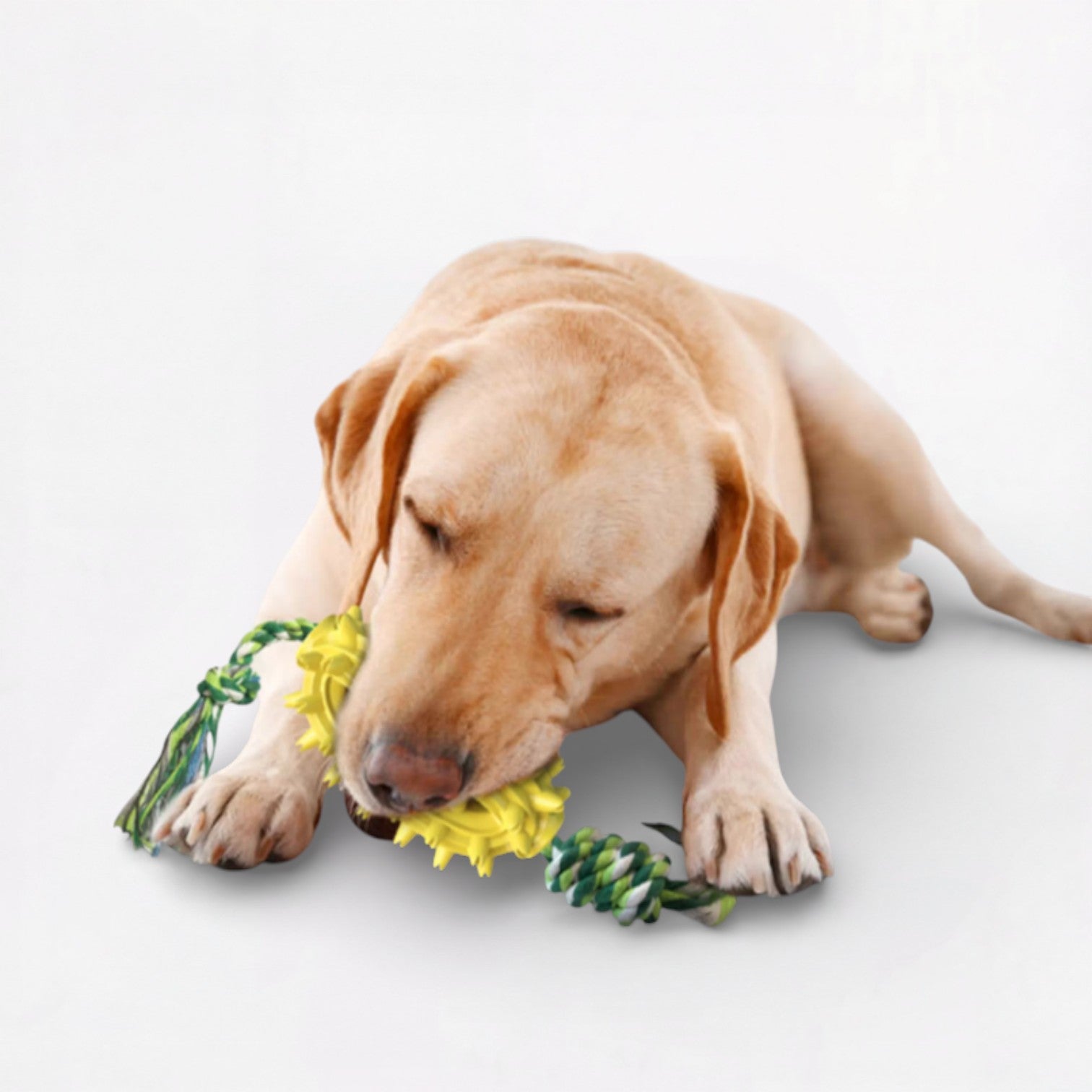 Treat-Dispensing-Dog-Chew-Toy.jpg