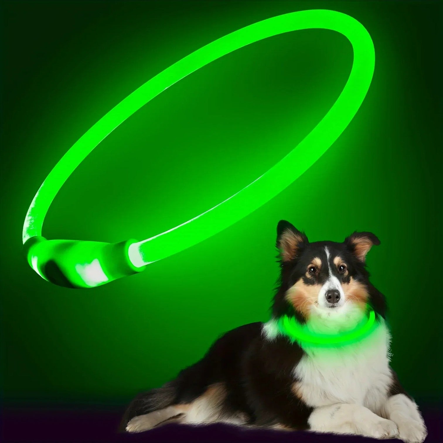 USB-Rechargeable-LED-Dog-Collar.jpg