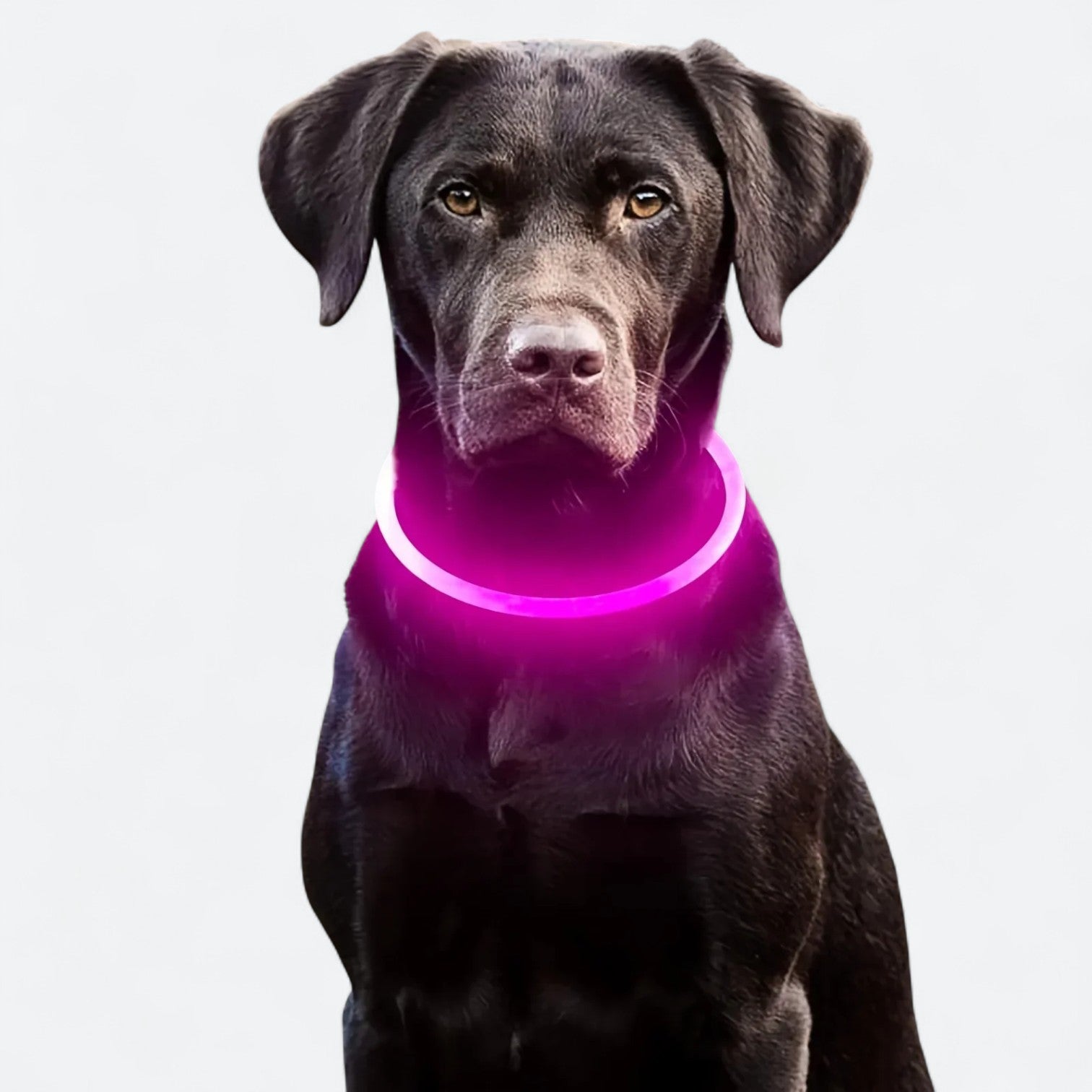USB-Rechargeable-LED-Dog-Collar.jpg