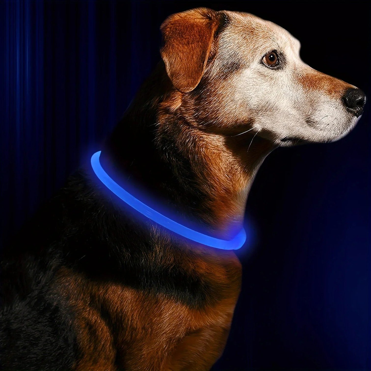 USB-Rechargeable-LED-Dog-Collar.jpg