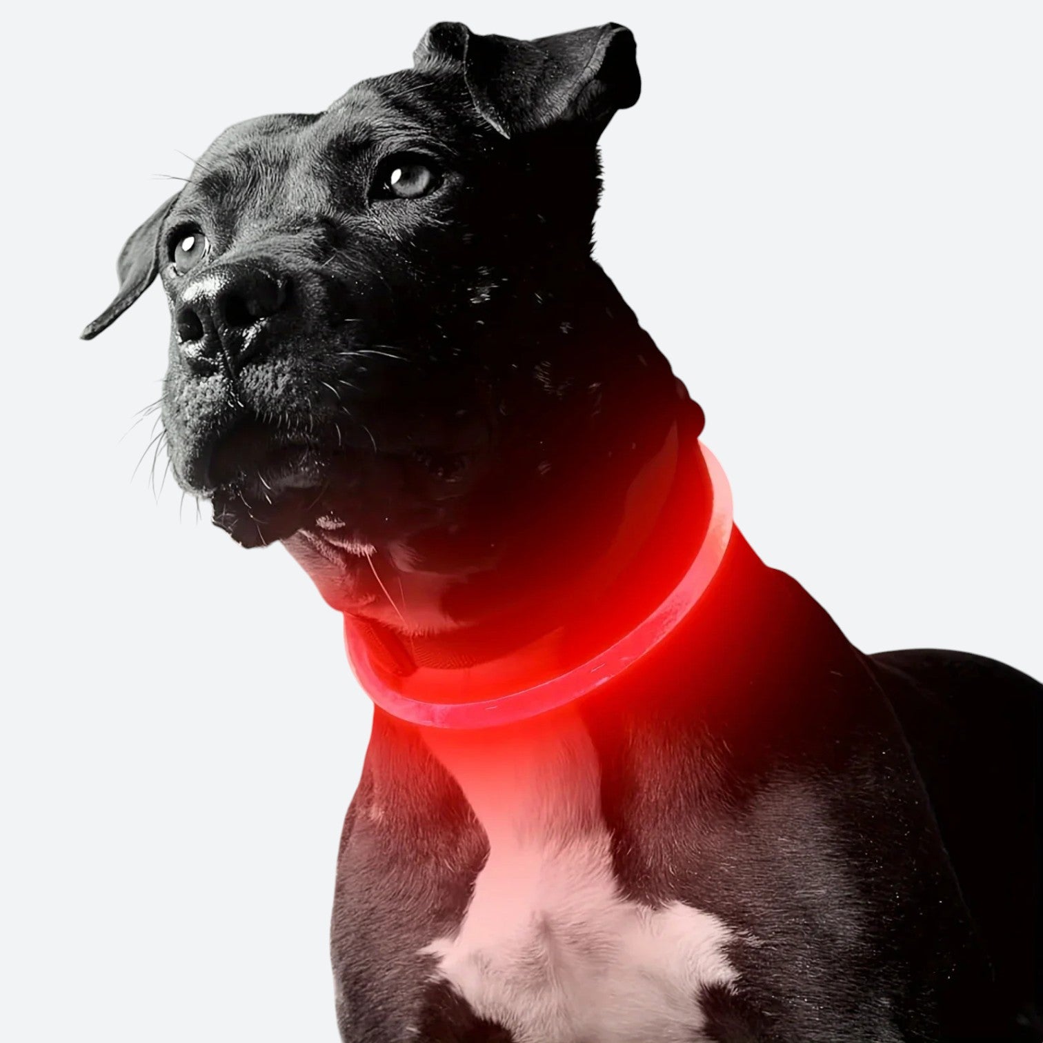 USB-Rechargeable-LED-Dog-Collar.jpg