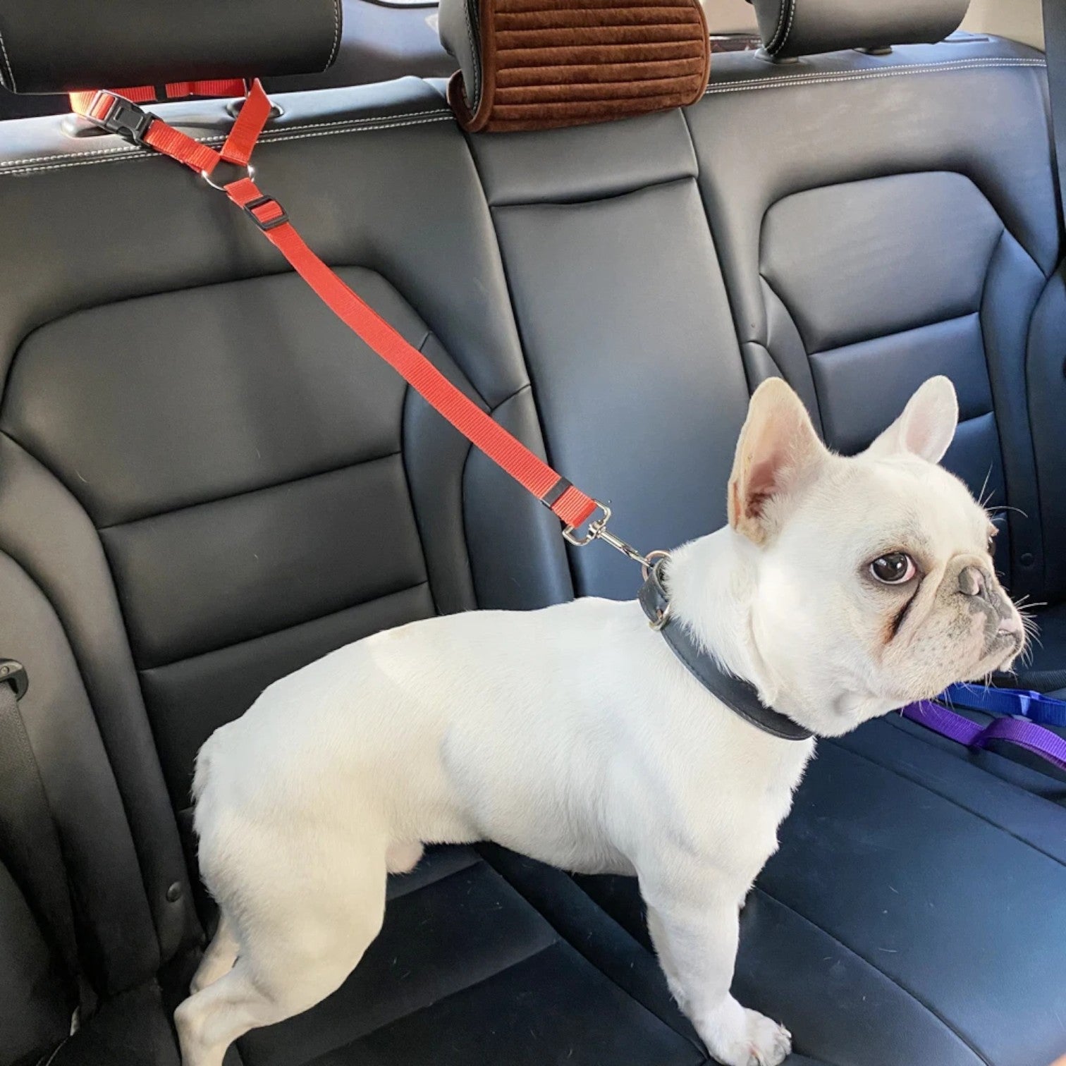 Universal-Safety-Dog-Car-Seat-Belt.jpg