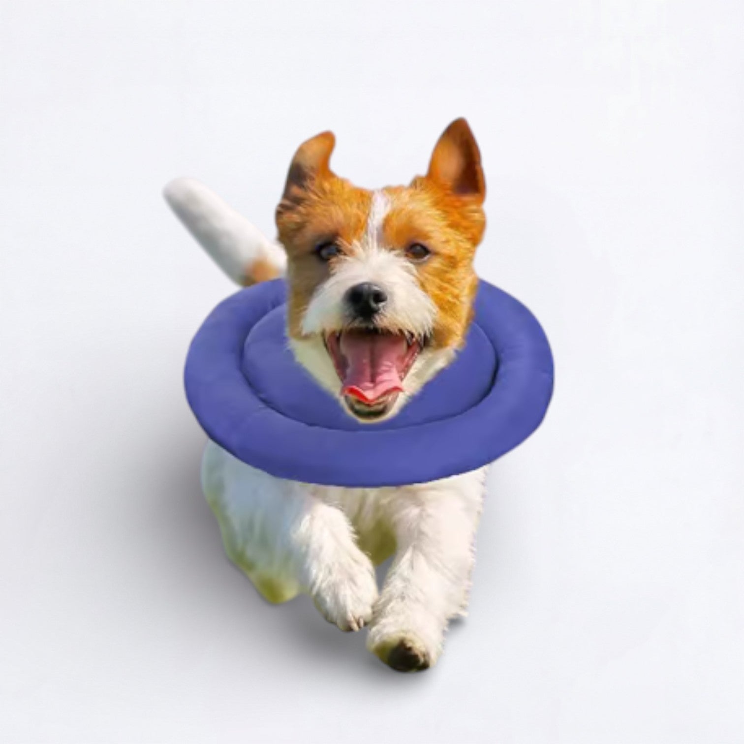 Waterproof-Recovery-Dog-Neck-Brace.jpg