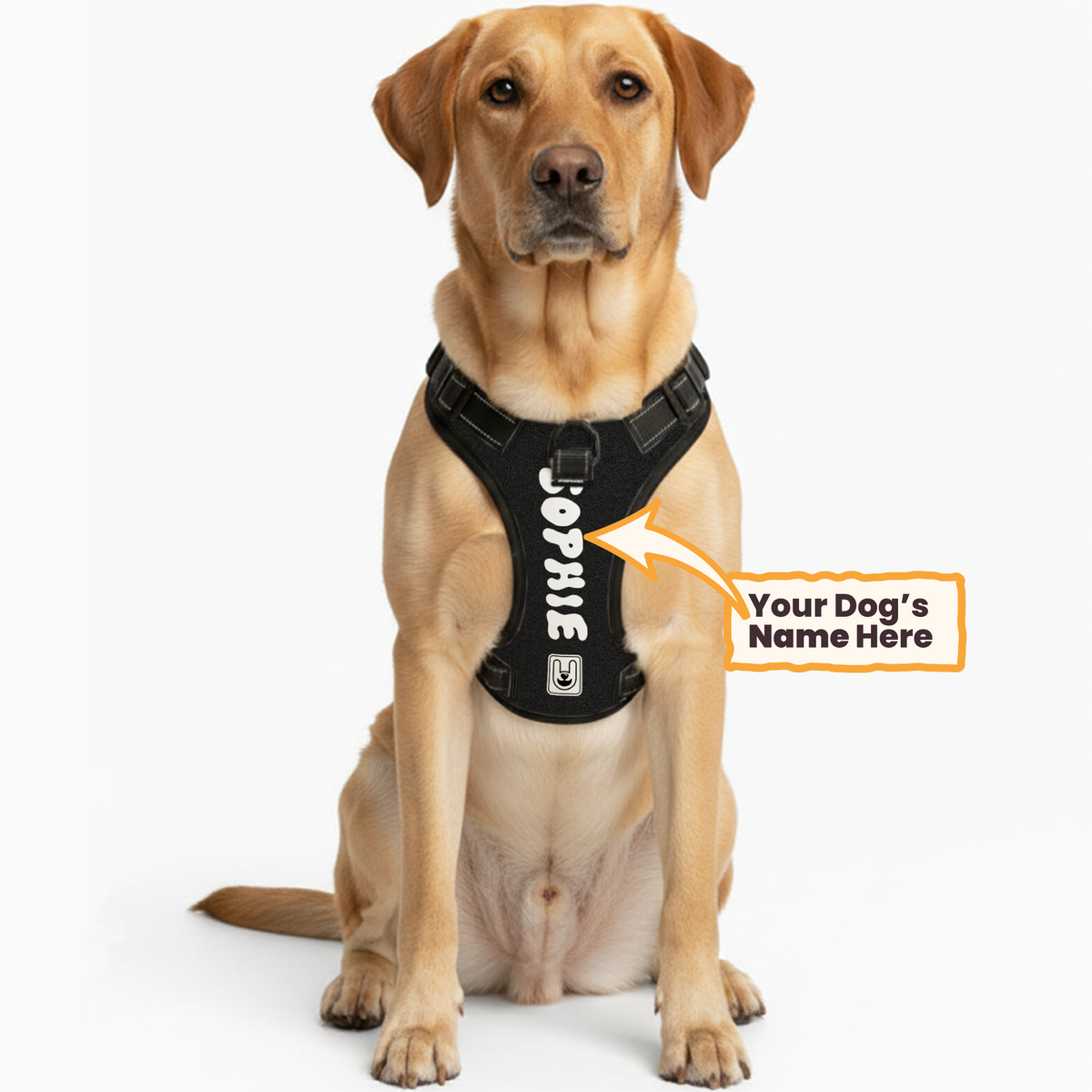 Dog wearing a personalized custom-name harness