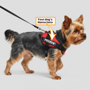 Dog wearing a personalized custom-name harness