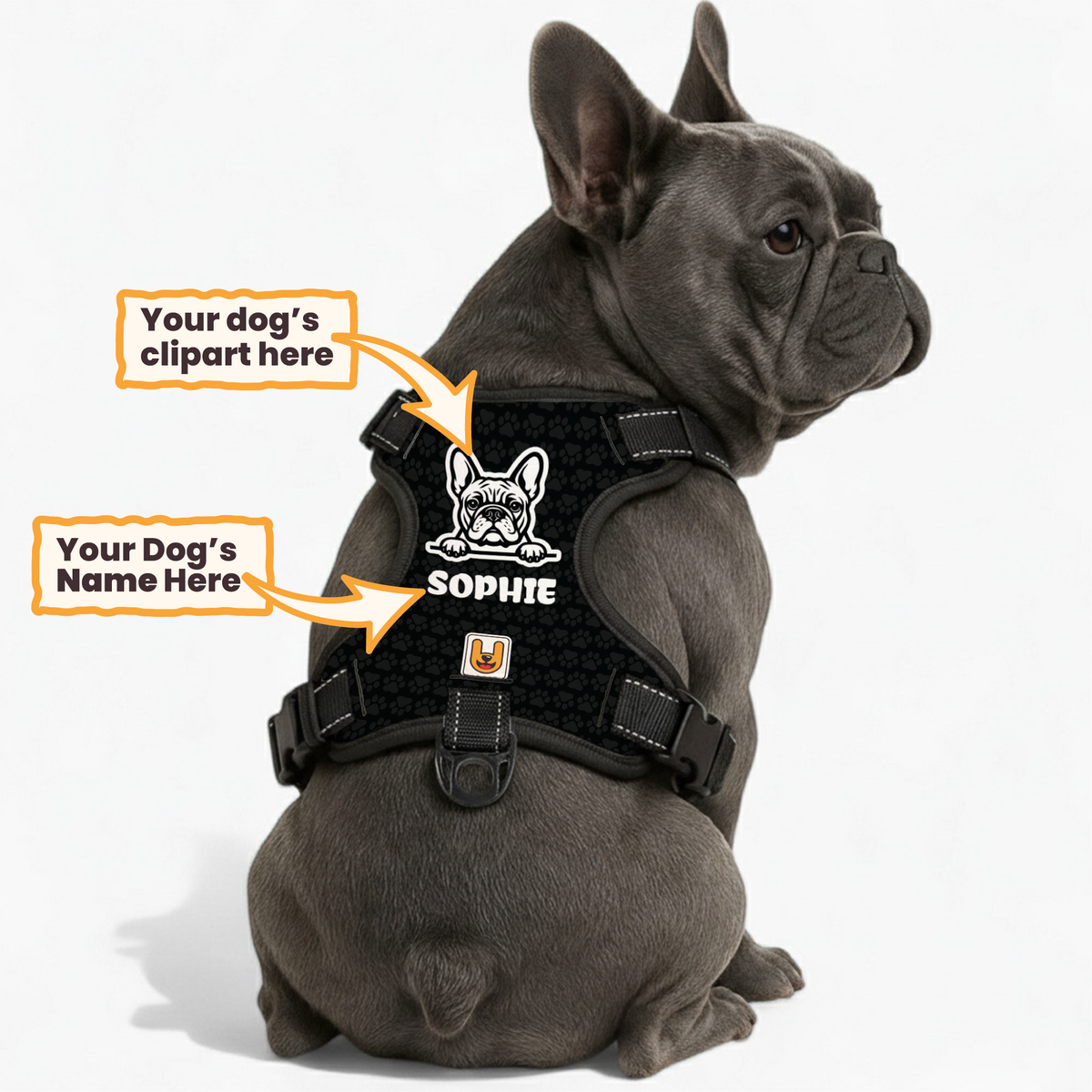 Dog wearing a personalized custom-name harness