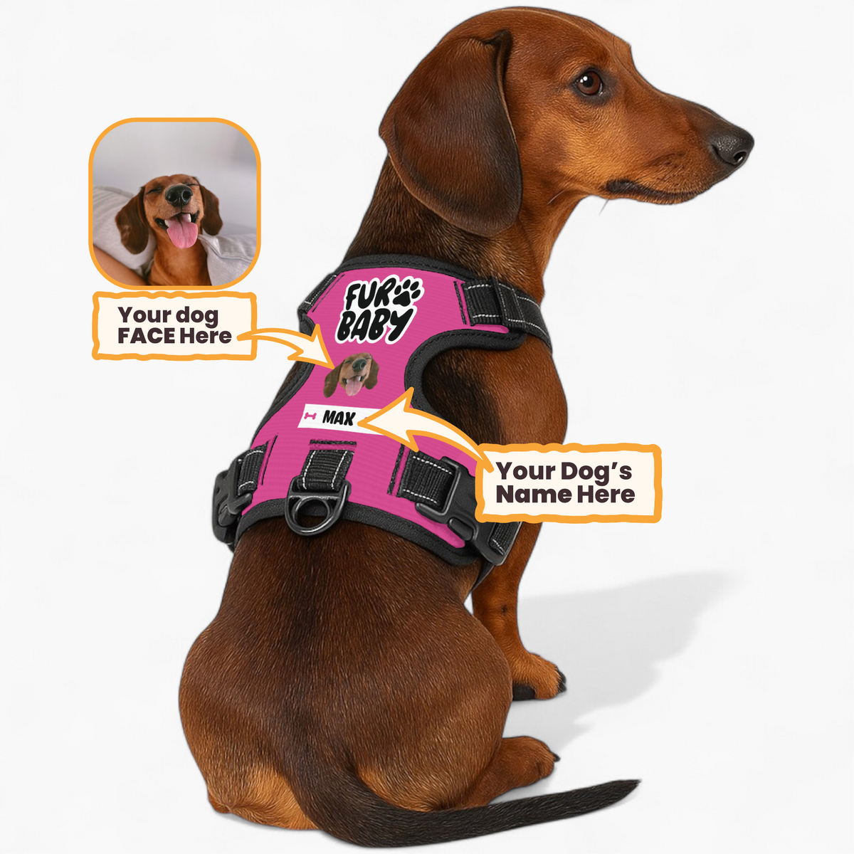Dog wearing a personalized custom-name harness