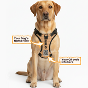 Dog wearing a personalized custom-name harness