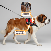 Dog wearing a personalized custom-name harness