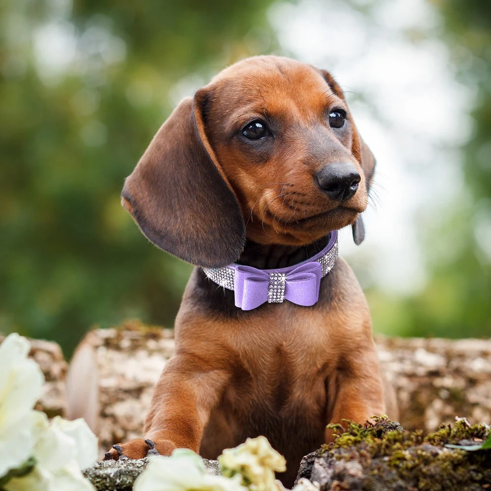 Luxury Rhinestone Bow Dog Collar Leash Set