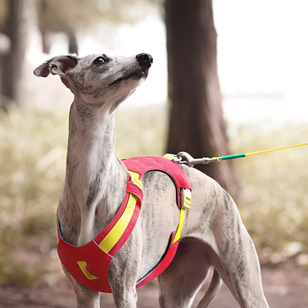 Reflective Adjustable Dog Harness Leash Set