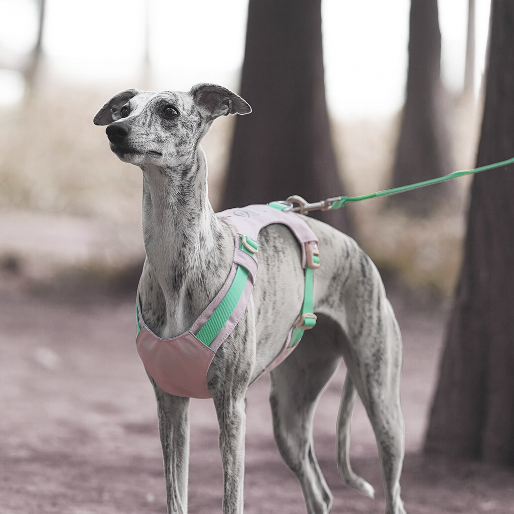 Reflective Adjustable Dog Harness Leash Set