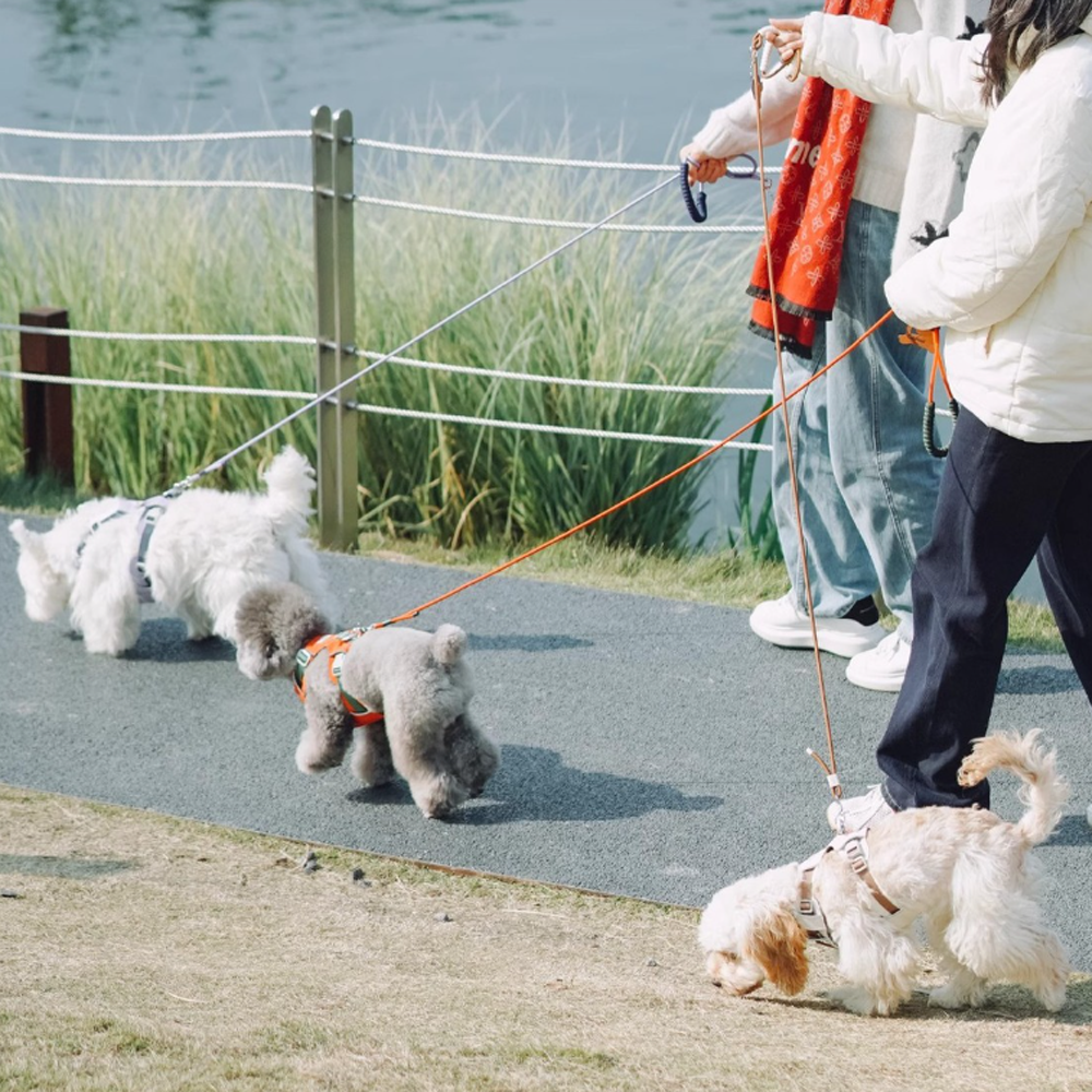 Lightweight No-Pull Dog Harness Leash Set
