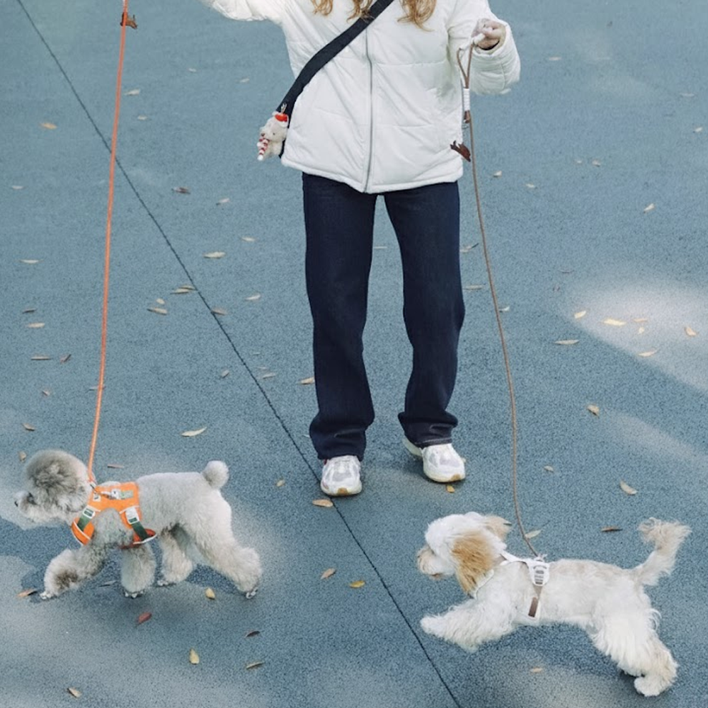 Lightweight No-Pull Dog Harness Leash Set