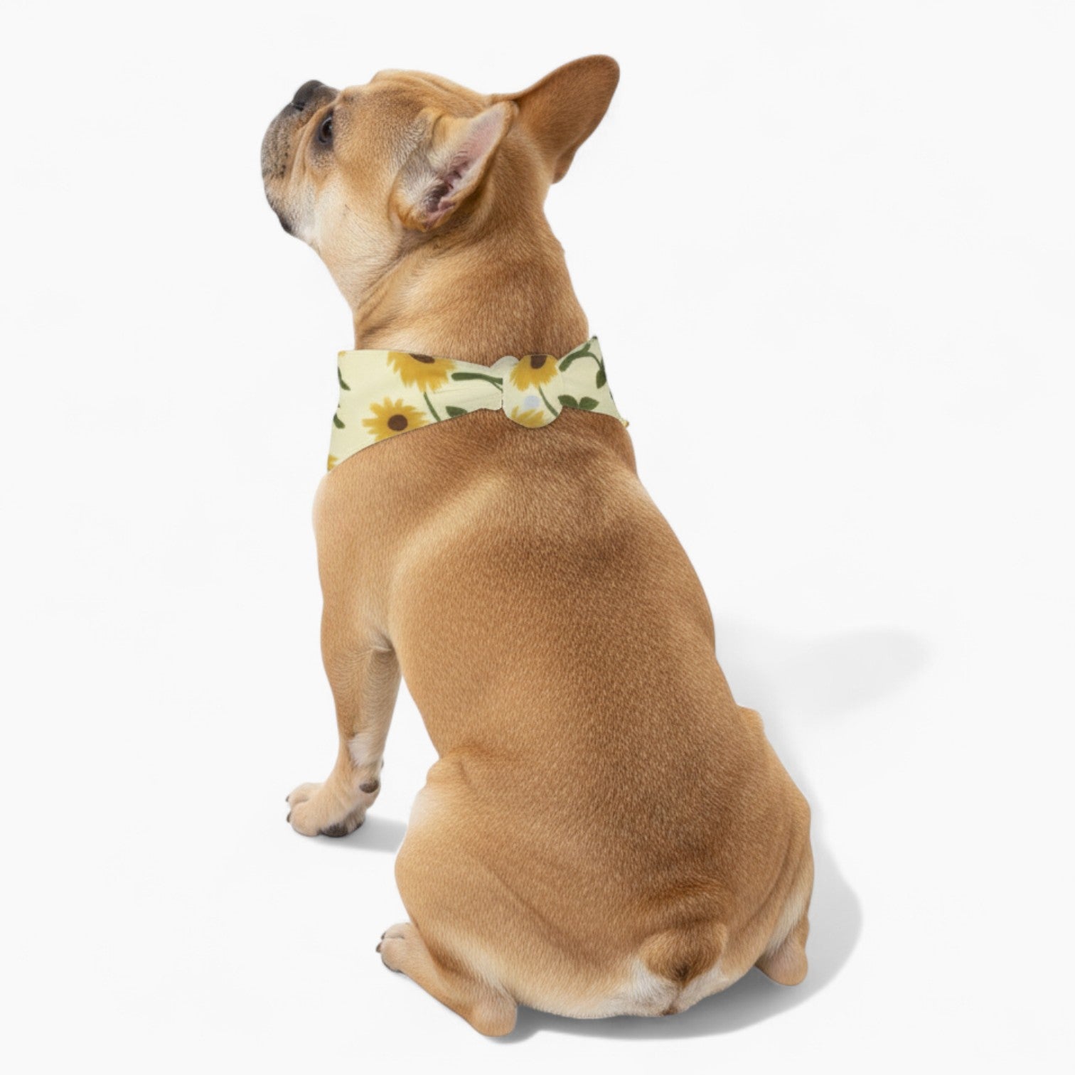 Ziggy - Stylish Dog Bandana