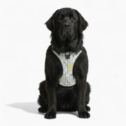 Casper  - NO-PULL Dog Harness & Leash Set | for small and large Dogs