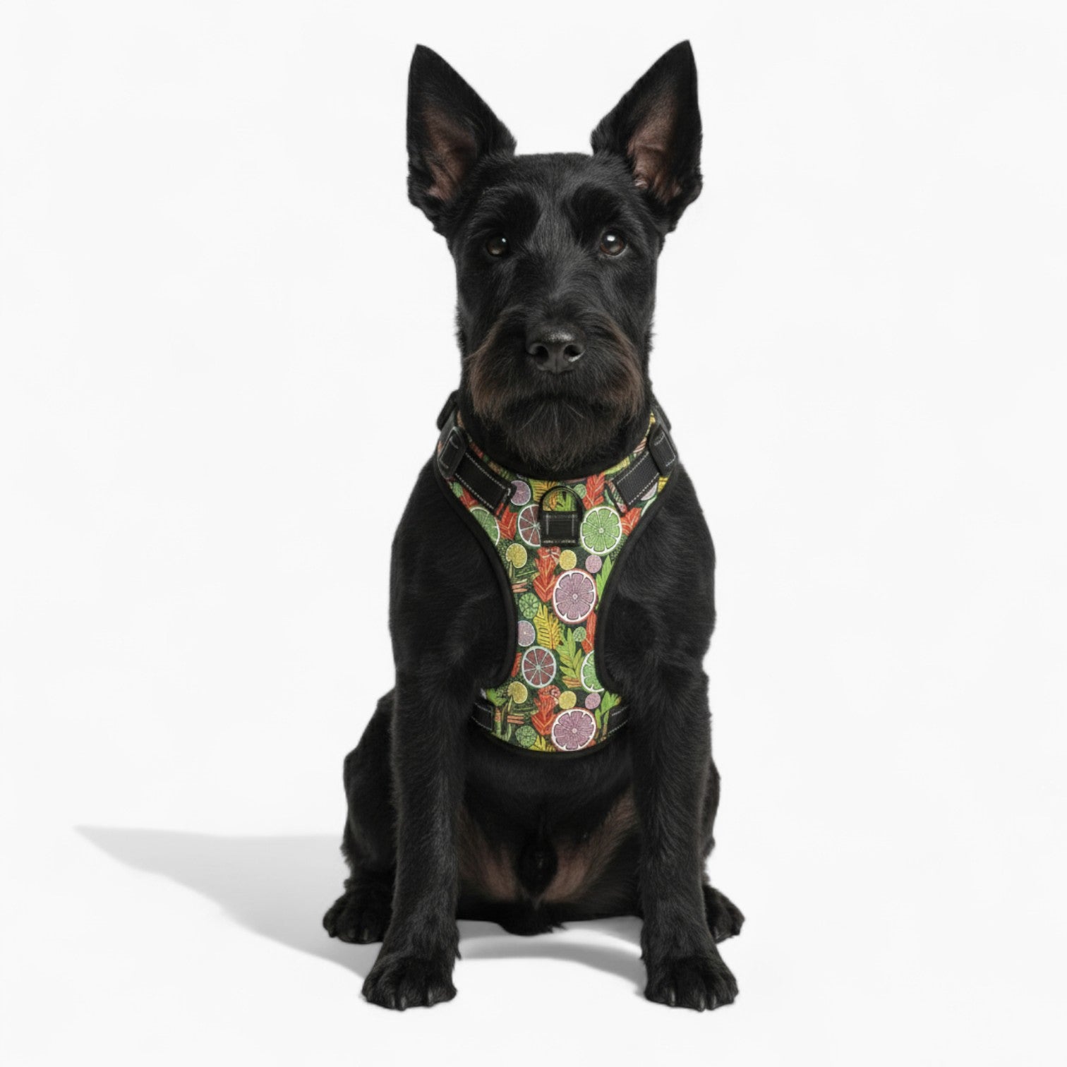 Zoe  - NO-PULL Dog Harness & Leash Set | for small and large Dogs