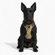 Zoe  - NO-PULL Dog Harness & Leash Set | for small and large Dogs