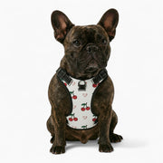 Finn  - NO-PULL Dog Harness & Leash Set | for small and large Dogs