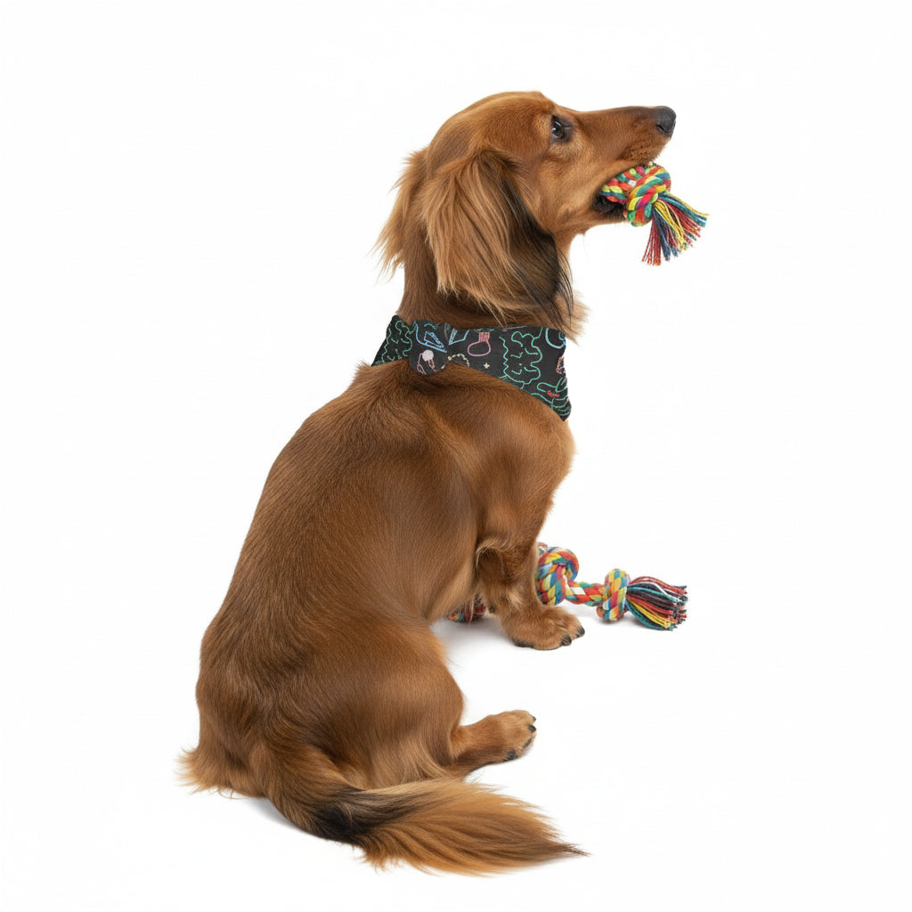 Skye  - Stylish Dog Bandana