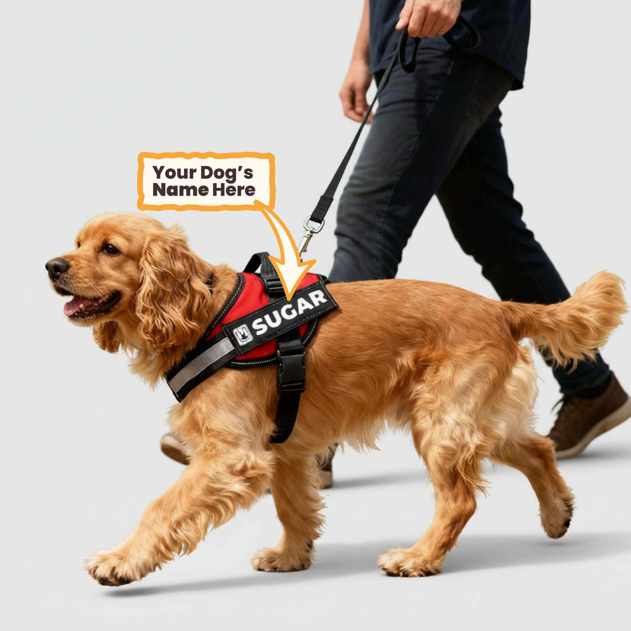 Bella - Personalized Dog Harness