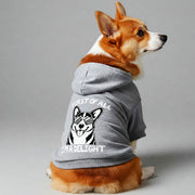 Corgi wearing a 'First of All, I'm a Delight' hoodie