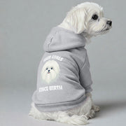 Maltese dog wearing a 'Hair Goals Since Birth' hoodie