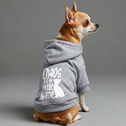 Chihuahua wearing a 'Chaos Is My Middle Name' hoodie