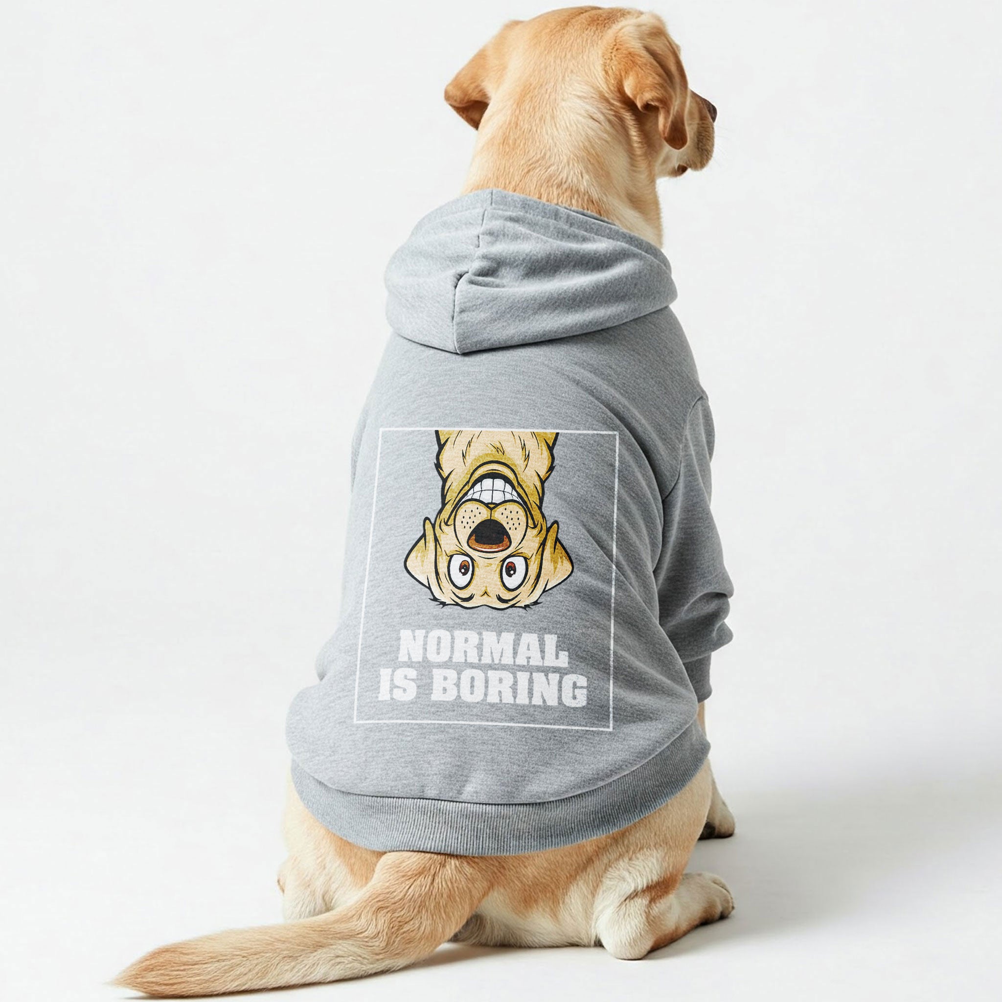 NORMAL IS BORING - Labrador Hoodie - Dog Clothes