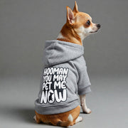 Chihuahua wearing a 'Hooman, You May Pet Me Now' hoodie