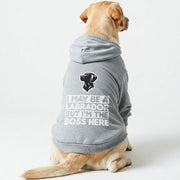 Labrador wearing an 'I'm the Boss Here' hoodie