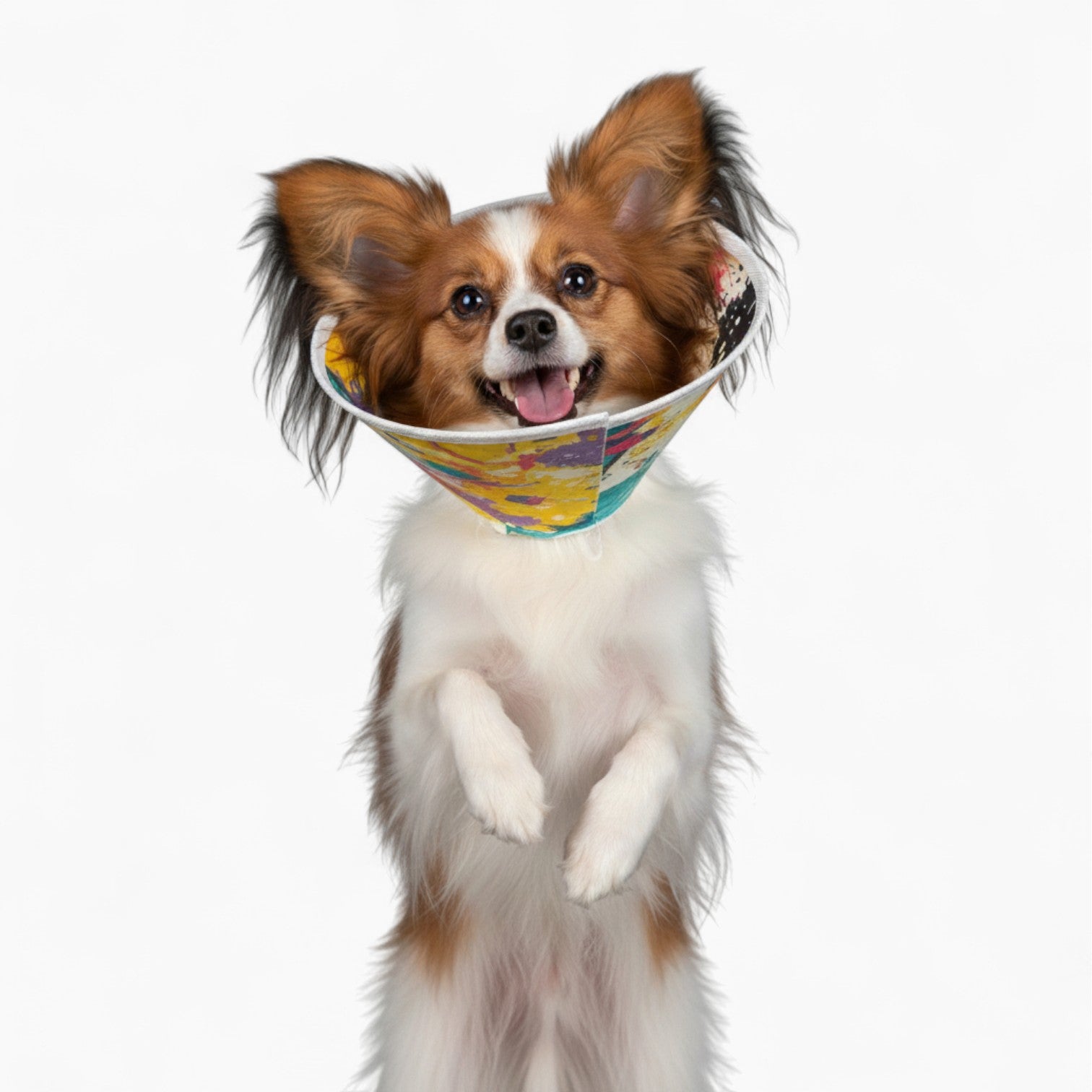 Coco - Soft Dog Cone & Elizabethan Collar