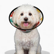 peanut - Soft Dog Cone & Elizabethan Collar