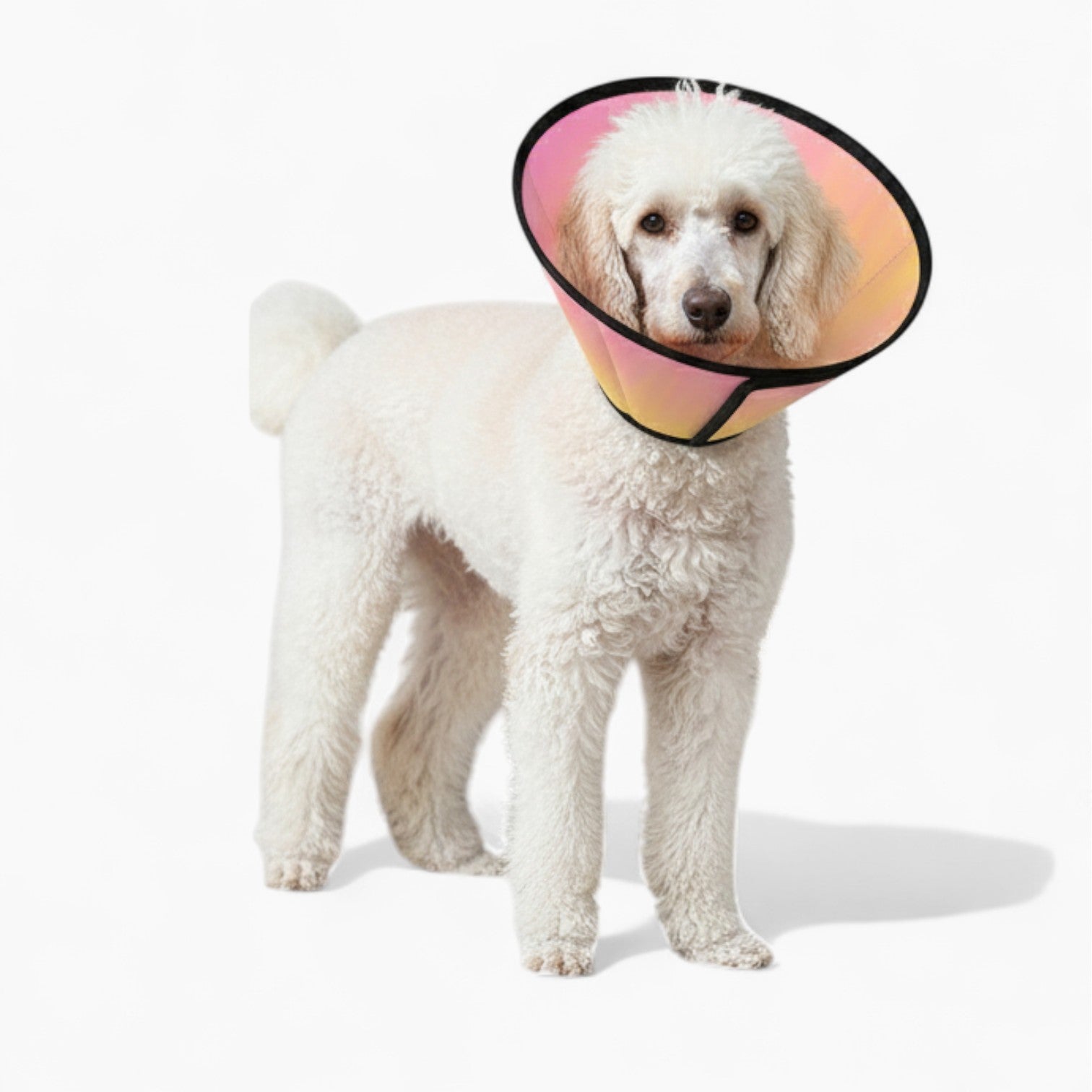 princess - Soft Dog Cone & Elizabethan Collar
