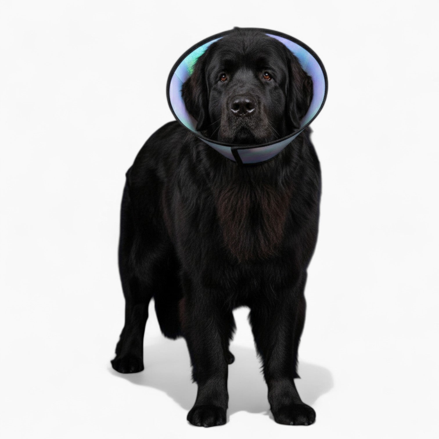 Angel - Soft Dog Cone & Elizabethan Collar