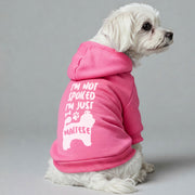 Maltese dog wearing an 'I'm Not Spoiled, I'm Just Maltese' hoodie