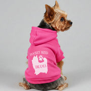 Yorkie wearing a 'Pocket-Sized Drama' hoodie