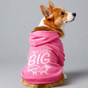 Corgi wearing a 'Tiny Legs, Big Trouble' hoodie